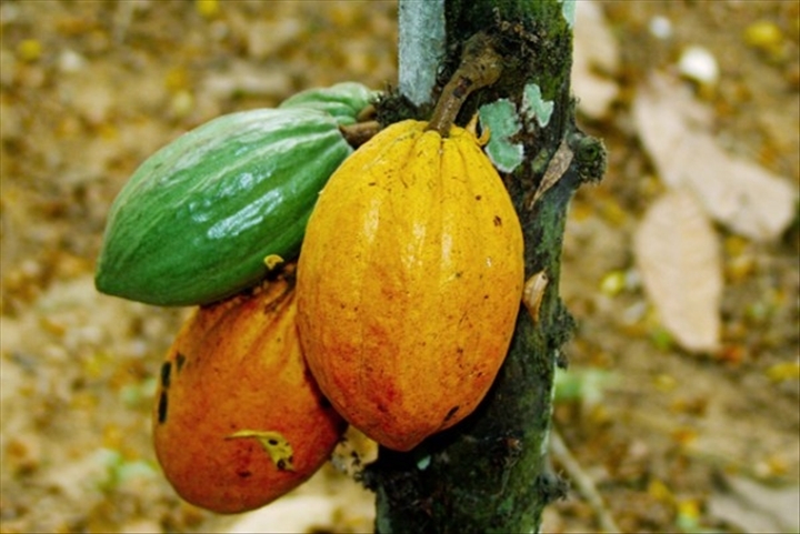 Cacao